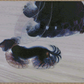 Dynamism of a Dog on a Leash | Giacomo Balla