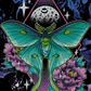 Lunamoth With The Moon