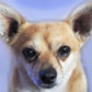 add AB CUSTOM For Unusual Simulation Artist: pet photo edited by Jadeikens
