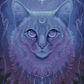 Luna Cat