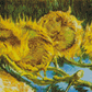 Four Cut Sunflowers