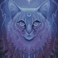 Luna Cat