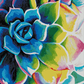 Supplication Succulent