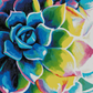 Supplication Succulent
