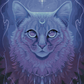 Luna Cat