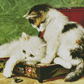 Kittens Trying To Fit In A Box | Henriette Ronner