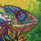 Capricious Chameleon