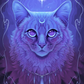 Luna Cat