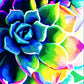 Supplication Succulent