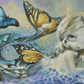Sea Monarch